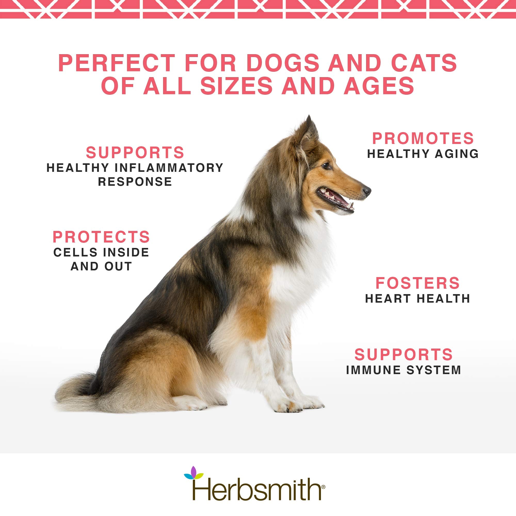 Herbsmith Pure Krill 75g — format pratique pour l’alimentation quotidienne des chiens.