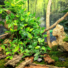 HERCOCCI: décoration d habitat reptile avec cachettes et zones de repos