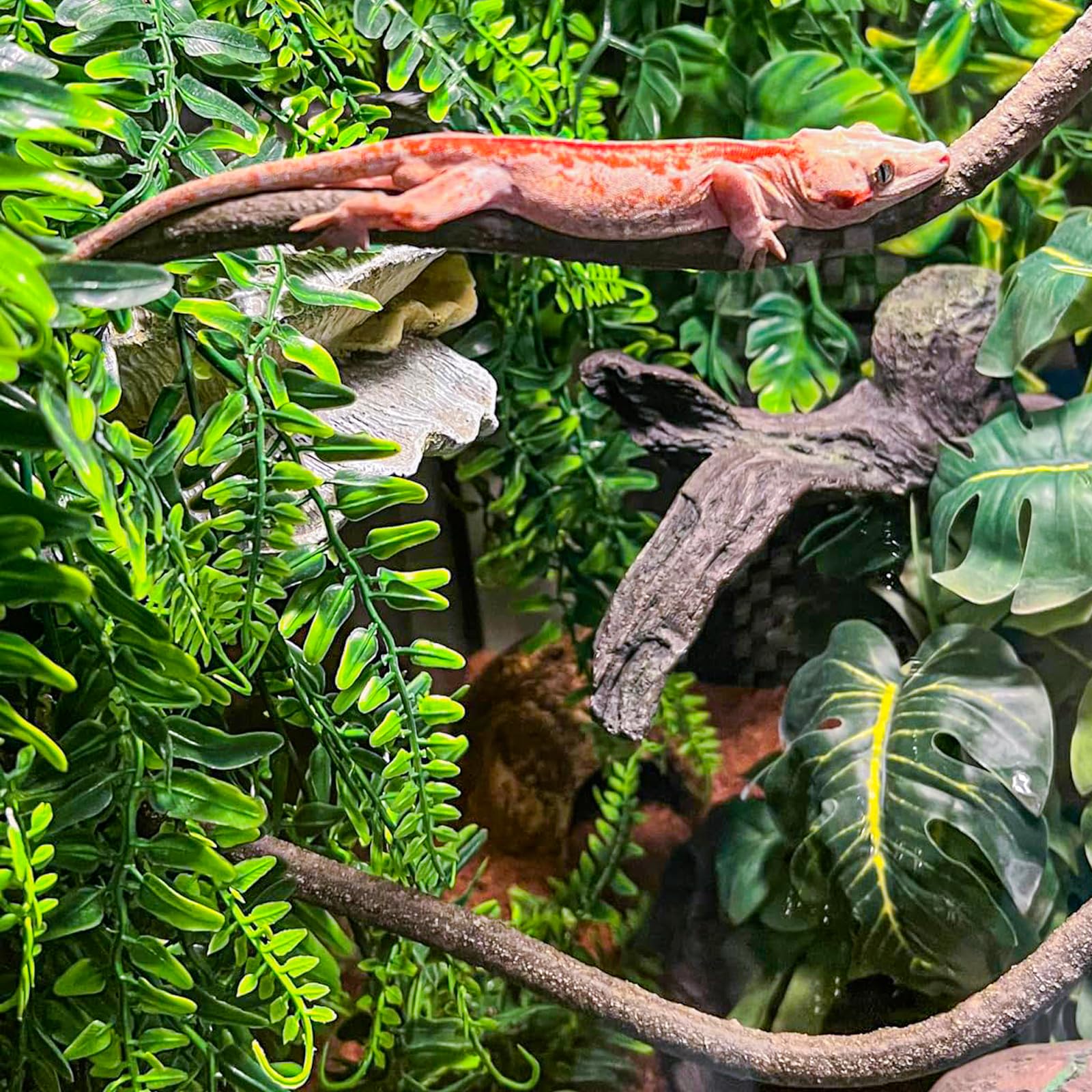 HERCOCCI Feuilles non-toxiques: sécurité et entretien simple pour terrarium.