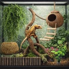 HERCOCCI gecko à crête: plante suspendue pour diversifier l'environnement.