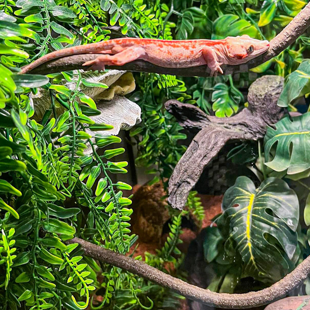 HERCOCCI gecko à crête: plantes sur support pour densifier l'habitat.