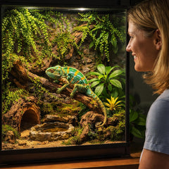 HERCOCCI – Ventouse robuste pour fixation stable en terrarium.