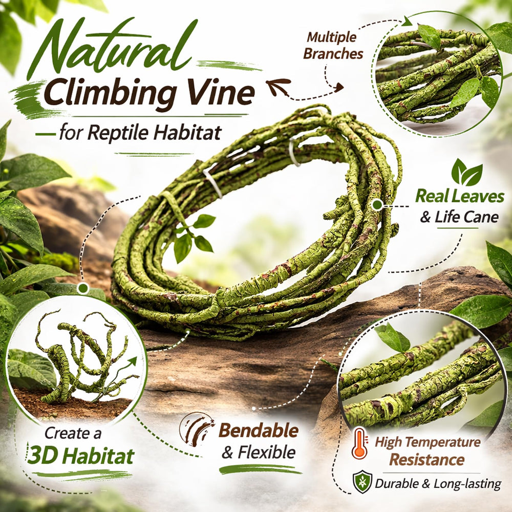HERCOCCI vignes brunes pour terrarium ajoutant profondeur et zones d’escalade.
