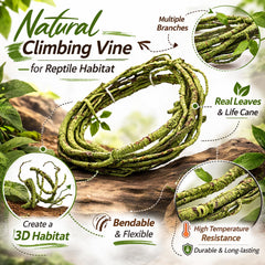 HERCOCCI vignes brunes pour terrarium ajoutant profondeur et zones d’escalade.