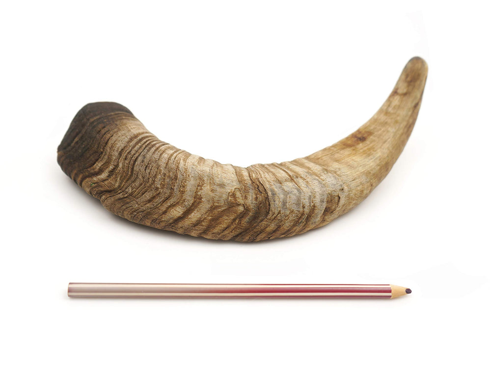 Herders Choice, deux pièces de cornes de chèvre sèches, portion pratique pour chiens moyens.