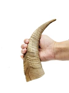 Herders Choice, cornes de chèvre sèches, gros plan sur la texture rugueuse pour mâcheurs.