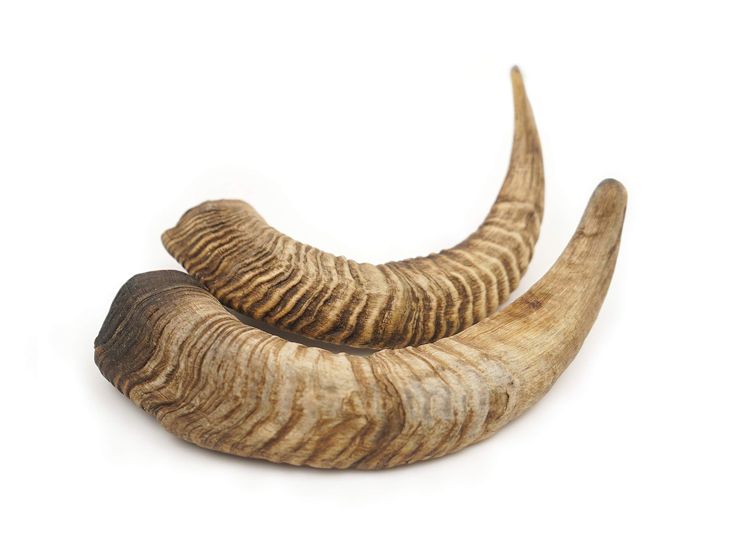 Herders Choice, cornes de chèvre sèches en mastication prolongée et captivante.