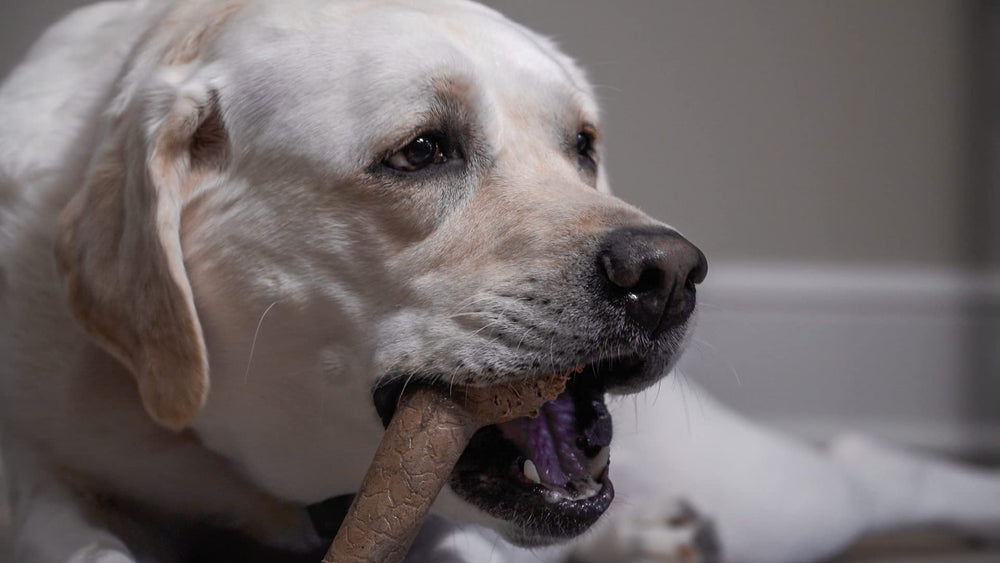 Os Bonetics pour chiens très grands, texture sécurisante et facile à saisir