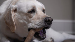 Os Bonetics pour chiens très grands, texture sécurisante et facile à saisir