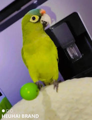 HEUHAI: jouets colorés attirants pour stimuler l’attention et le jeu chez les oiseaux