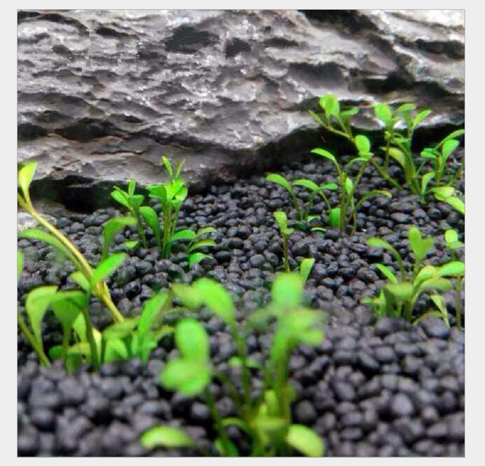 Hewnda Plantes aquatiques dans un écosystème soutenu.
