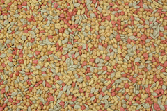 Higgins Intune, forme unique et probiotiques protégés, soutien digestif potentiel pour oiseaux.