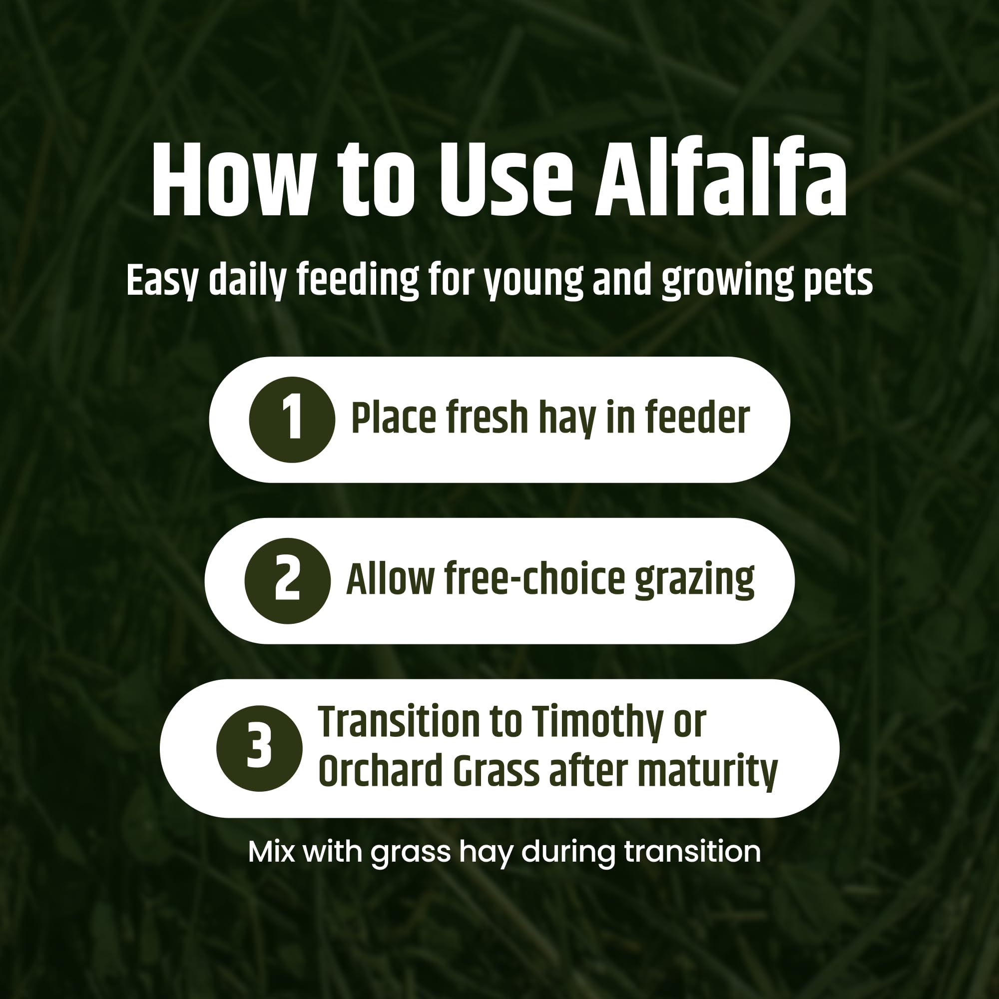 High Desert Alfalfa: qualité premium pour les petits animaux.