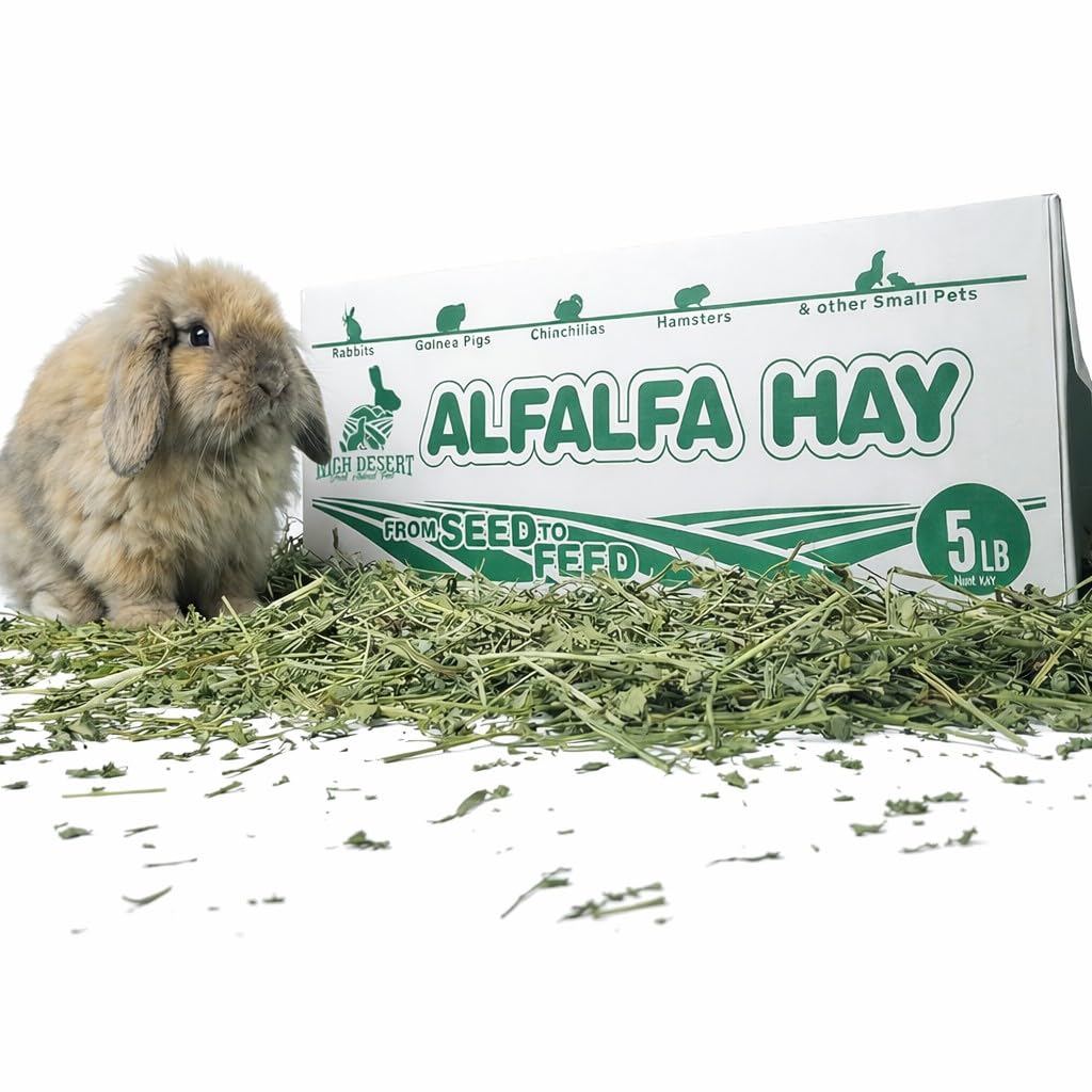 High Desert foin alfalfa, feuilles douces pour lapin, soutien à l’alimentation quotidienne.