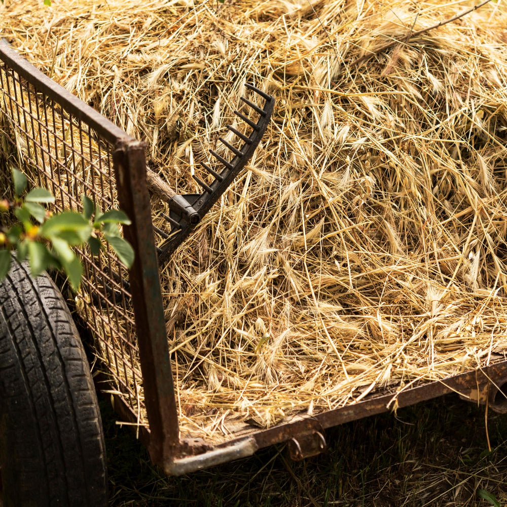 High Desert feuilles d’alfalfa fines, soutien potentiel pour croissance et énergie.