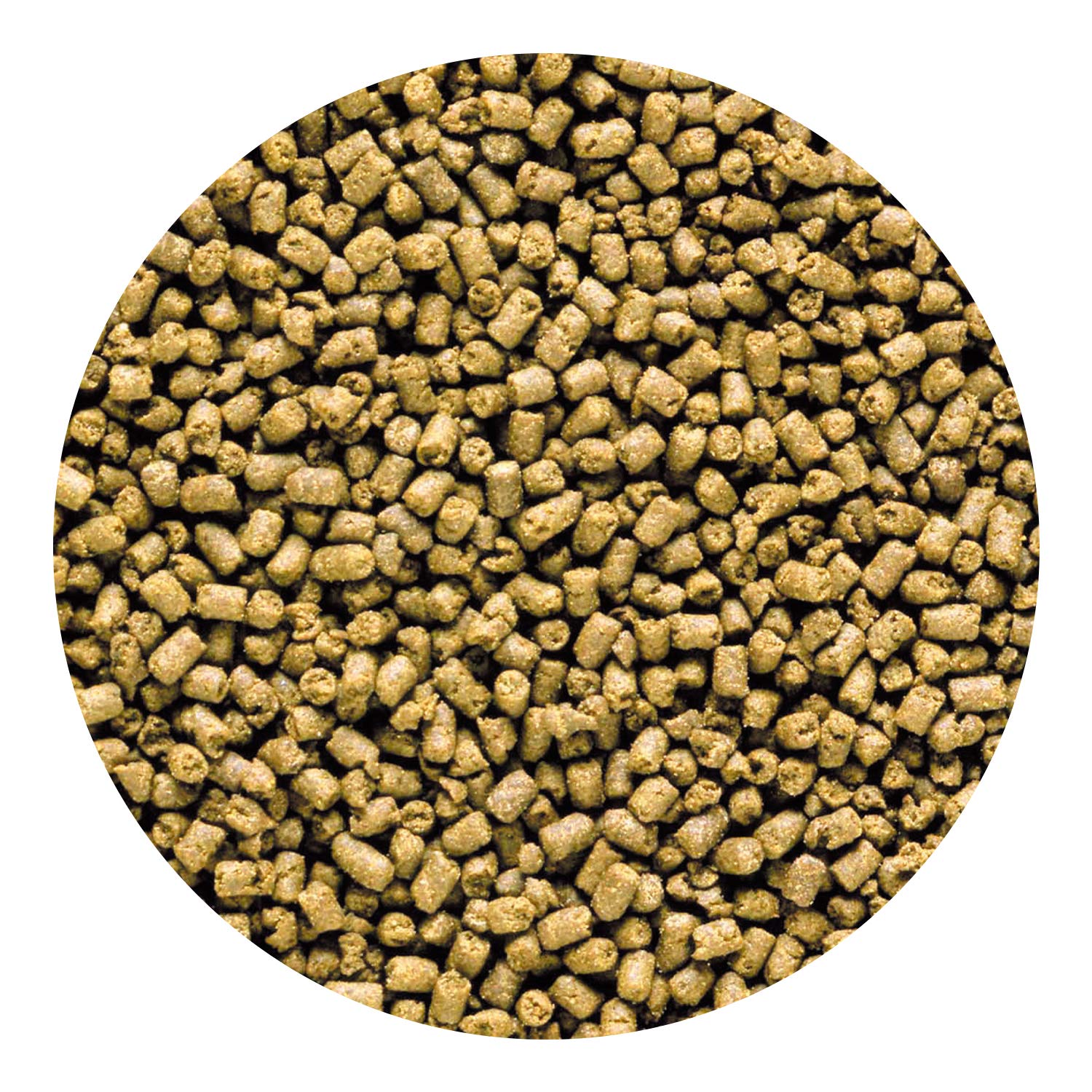 Hikari 042220 Carnivore – alimentation en aquarium, approche pratique pour nourrir vos poissons.