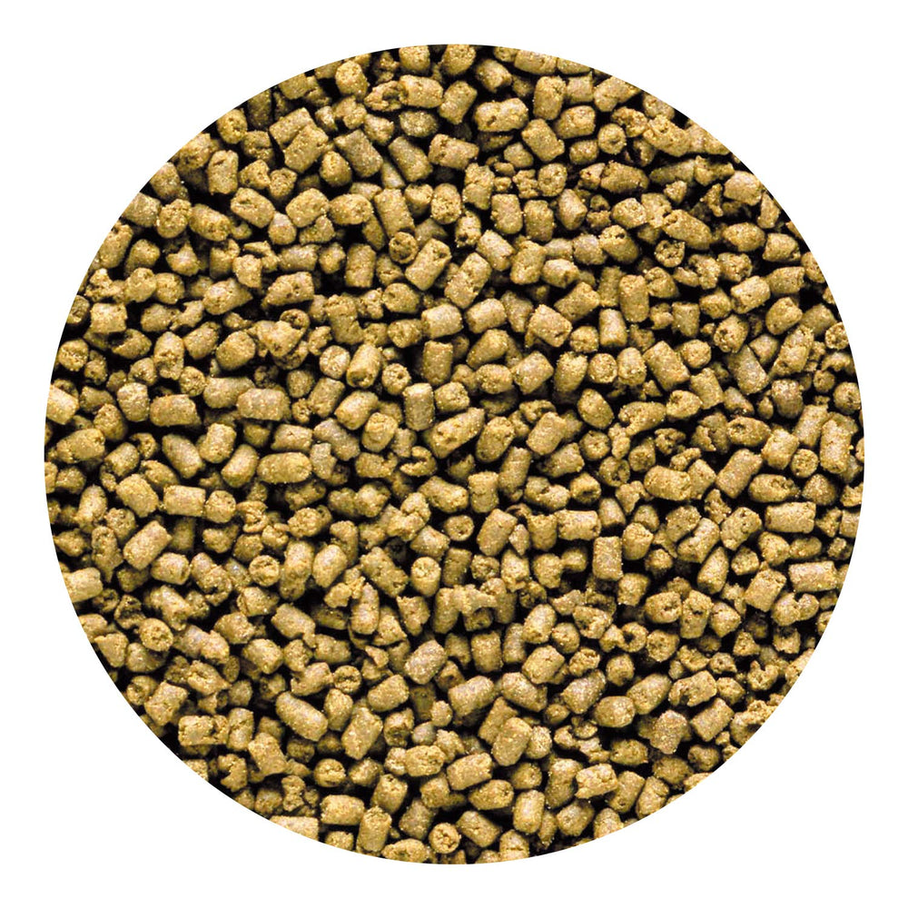 Hikari 042220 Carnivore – alimentation en aquarium, approche pratique pour nourrir vos poissons.