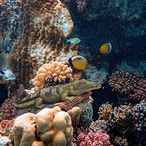 Hikari Cichlid Gold - arrière de l'emballage, aliments pour cichlides