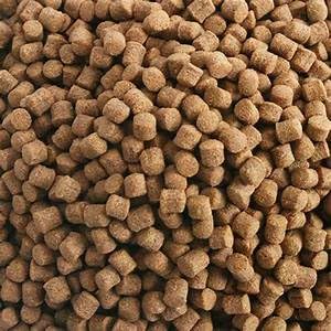 Hikari germe de ble: brillance accrue des écailles grâce à une nutrition adaptée.