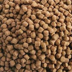 Hikari germe de ble: brillance accrue des écailles grâce à une nutrition adaptée.