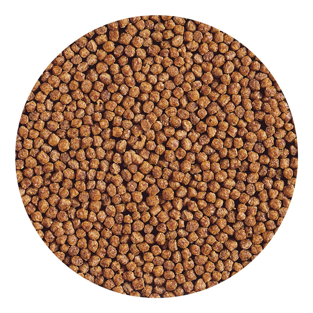 Détail des pellets Hikari Gold pour jeunes poissons rouges.
