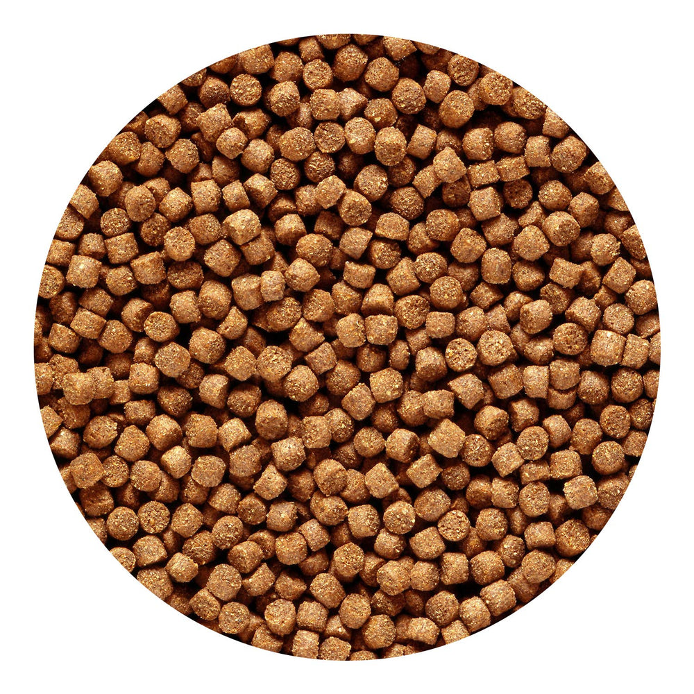Hikari Granulés Cichlide Dorés Mini vitamine E et acides aminés