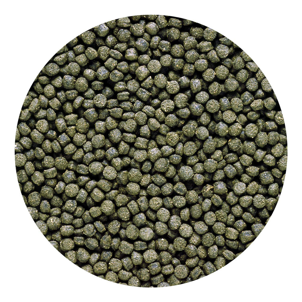 Hikari pellets cichlides spiruline couleur: teintes naturelles et éclat des nageoires.