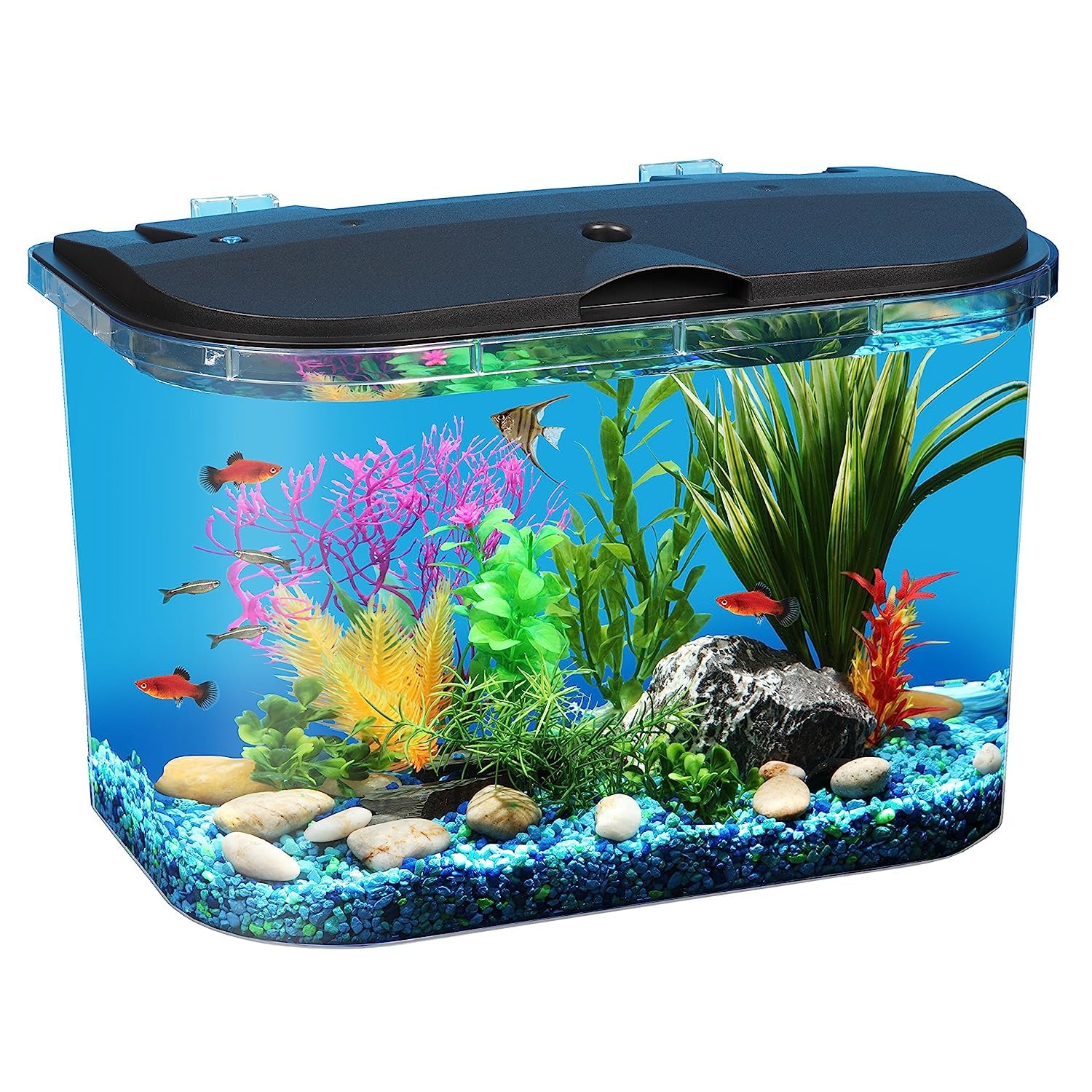 Alimentation stable et régulière avec les pellets Hikari pour cichlids.