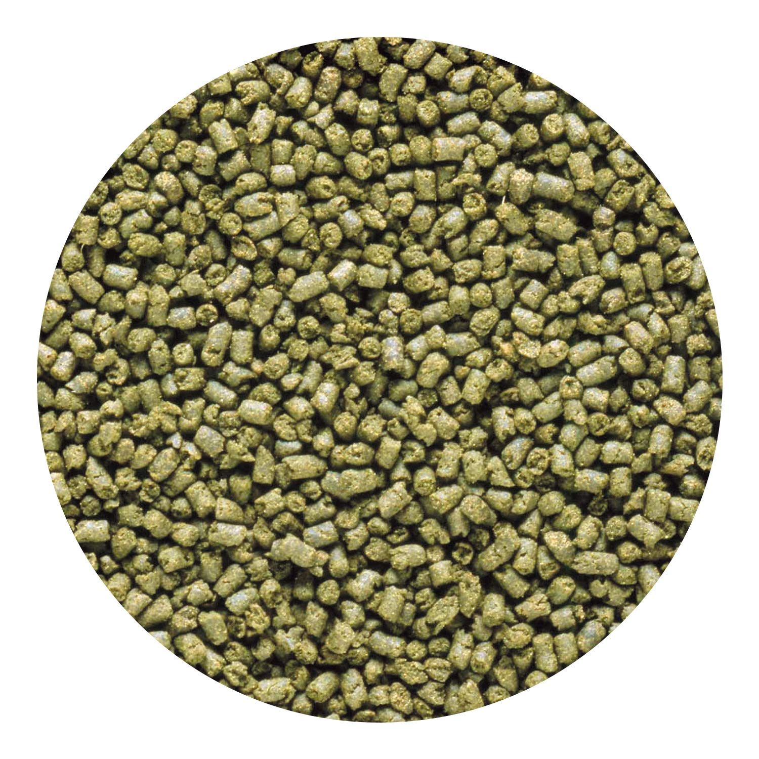 Hikari pellets marins herbivores favorisent croissance et morphologie proche des récifs