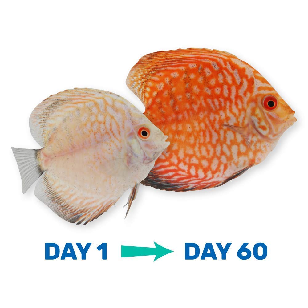 Utilisation simple de Vibra Bites dans l’aquarium pour nourrir les poissons.