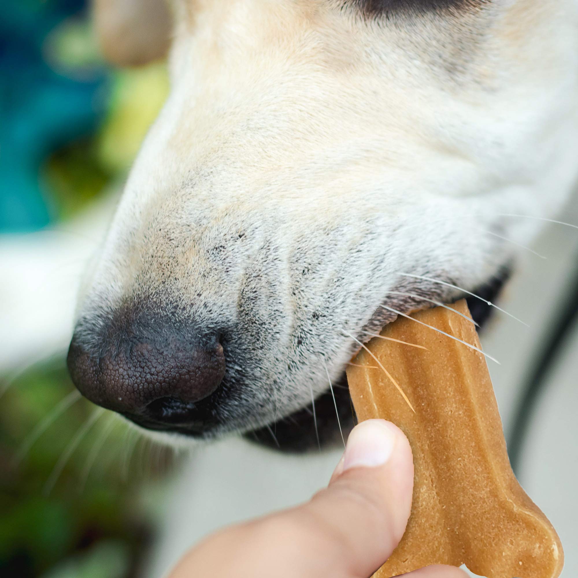 Himalayan Dog Chew Bone micro-ondes – préparation rapide d’une bouchée fromagée.