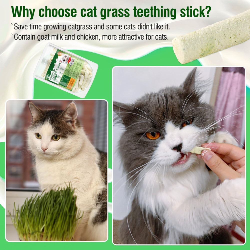 Le chat apprécie les sticks Hkpetie avec herbe, friandise naturelle.