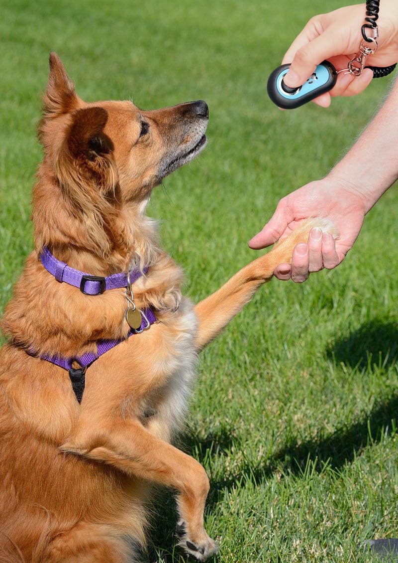 Outil de communication HoAoOo amusant renforçant la confiance avec votre chien.