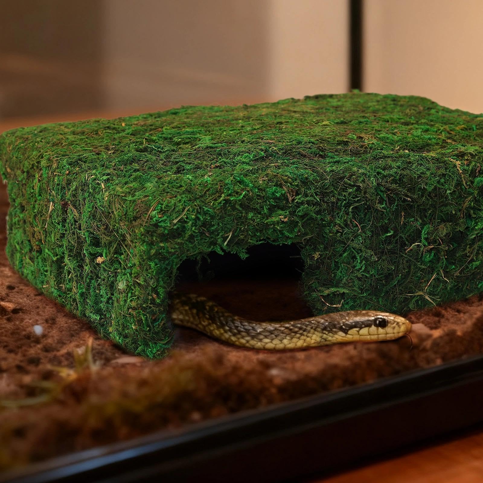 Hollima Mossy Cave Hide – cachette sûre pour reptiles et petits animaux, facilite l'observation.