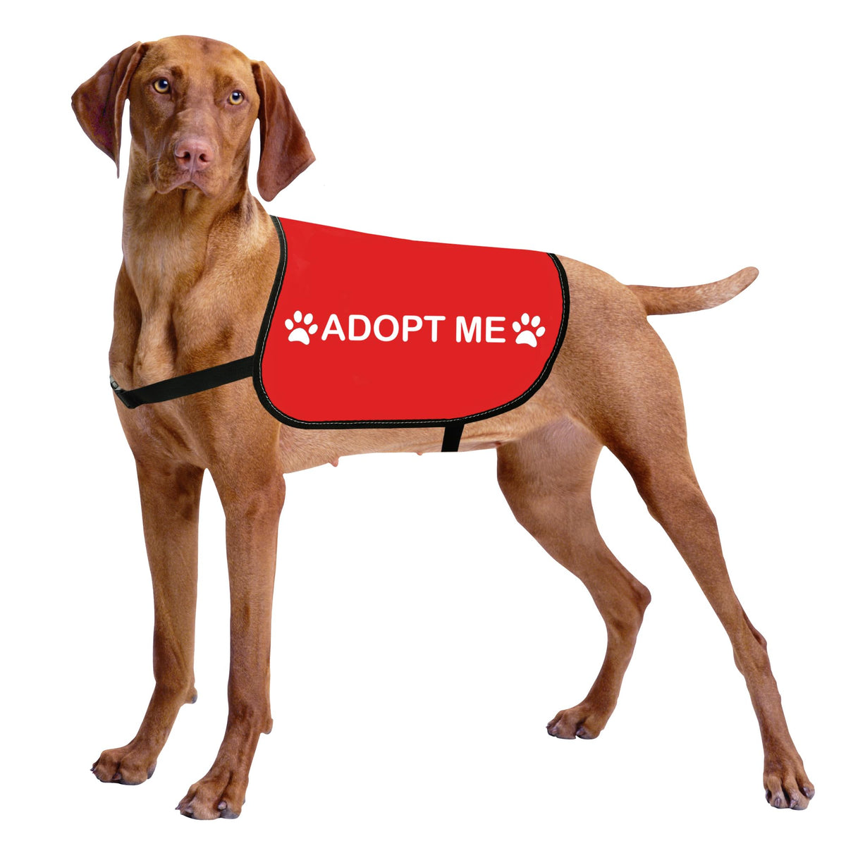 HOLLP Adopt Me gilet chien vue de face, confort lors des sorties quotidiennes.