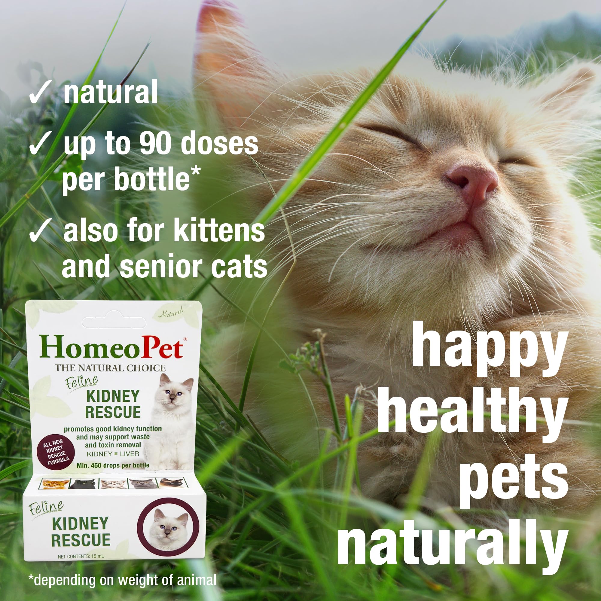 HomeoPet Feline Kidney Rescue, chat apaisé après administration, soutien potentiel des fonctions rénales.