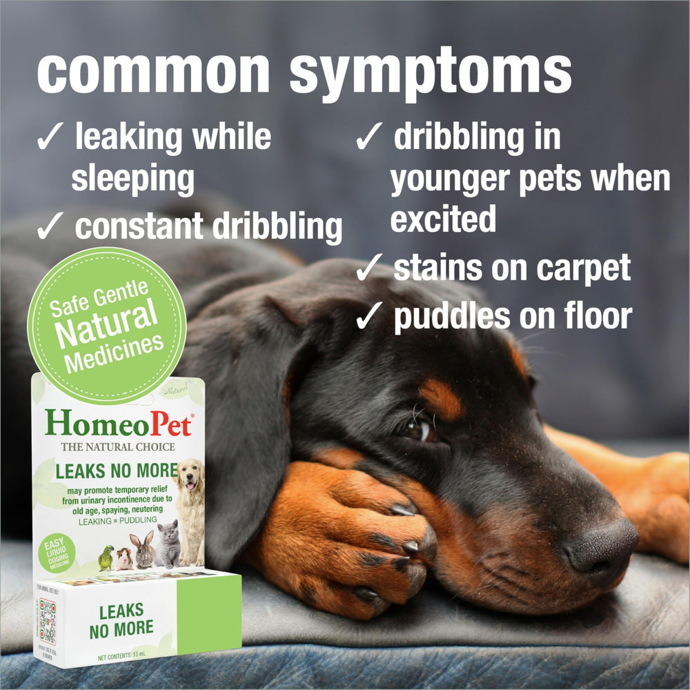HomeoPet Leaks No More – dose adaptée 3 fois par jour, pour accompagner les symptômes.
