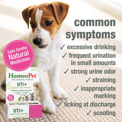 HomeoPet UTI+ dose-dans-eau, pratique pour diluer le complément.