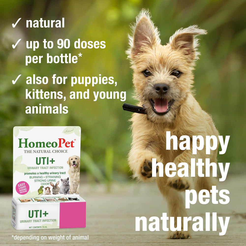 HomeoPet UTI+ dose-dans-nourriture, intégration discrète au repas.