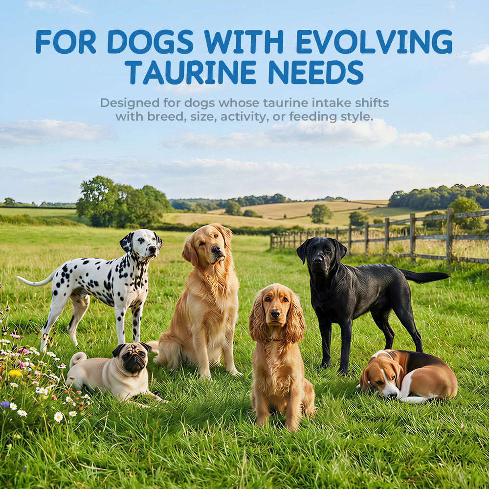 Homibabis Taurine Poudre Chien – complément possible pour la fonction cardiaque.