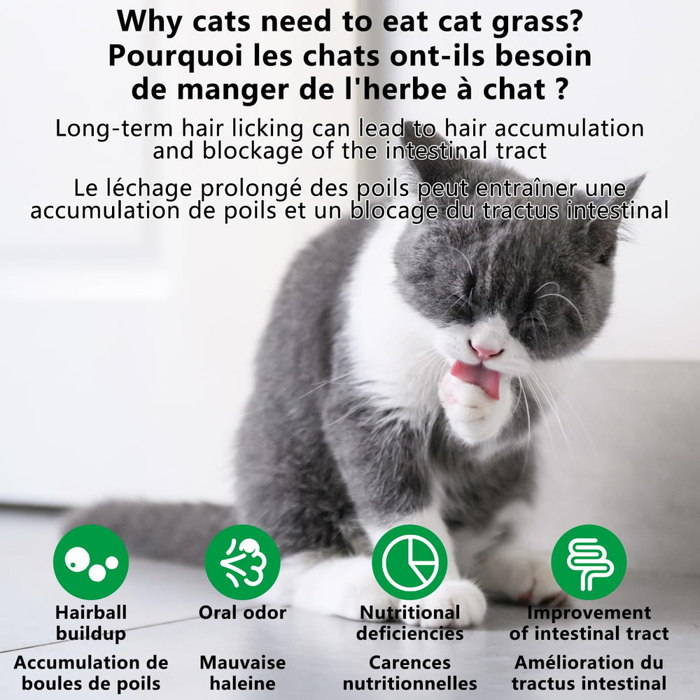 HONGYEE-chat-mange-baton-herbe-frais: moment de dégustation et plaisir du chat.