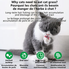 HONGYEE-chat-mange-baton-herbe-frais: moment de dégustation et plaisir du chat.