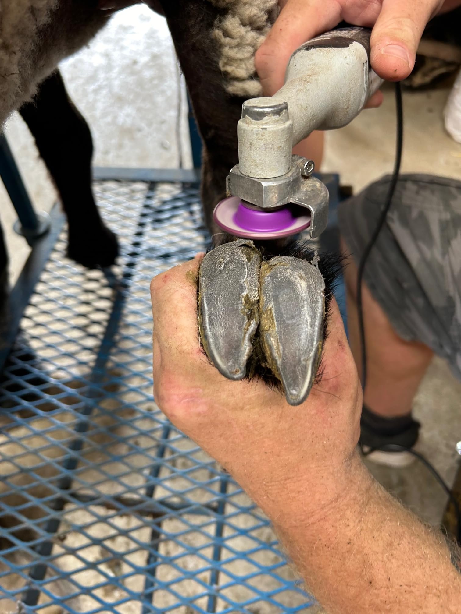 Disque Hoof Boss Dome violet entretien facile après utilisation