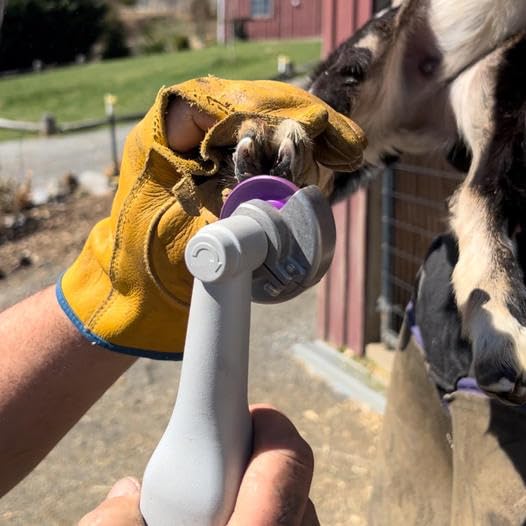 Disque Hoof Boss Dome violet fin grain, finition douce après le trim