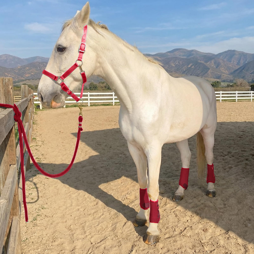 Horntack bottes splinte cheval, arrière droit, confort et ajustement précis