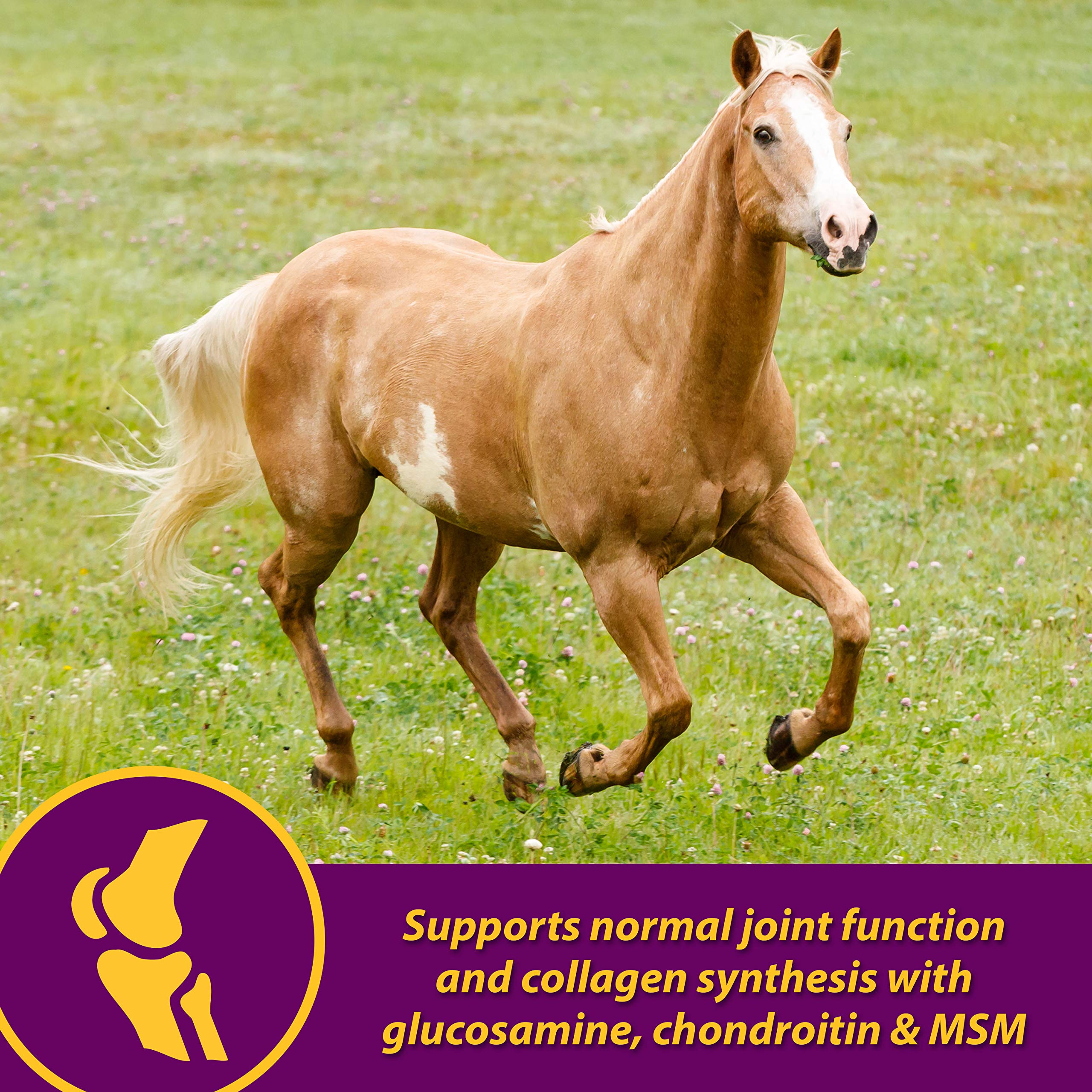 Horse Health sabot et kératine : zinc pour la solidité du sabot.