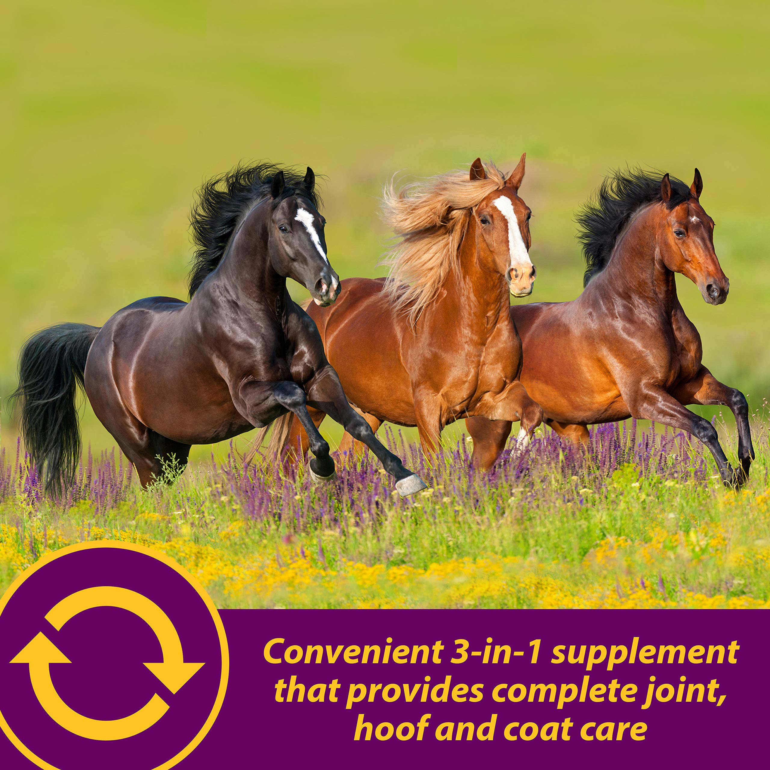 Horse Health soutien articulations et sabots du cheval