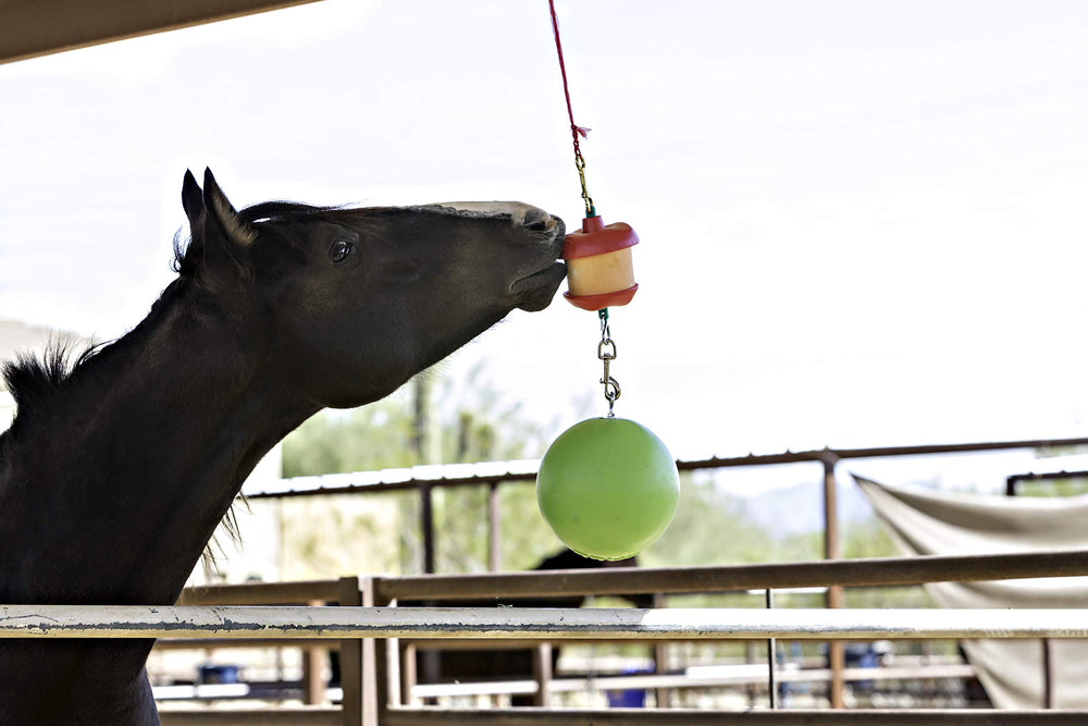 Attache étable hors murs Horsemen's Pride pour une installation simple et sûre