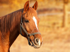 Détail texture et couleur menthe de la balle-joyeuse Horsemen's Pride pour cheval.