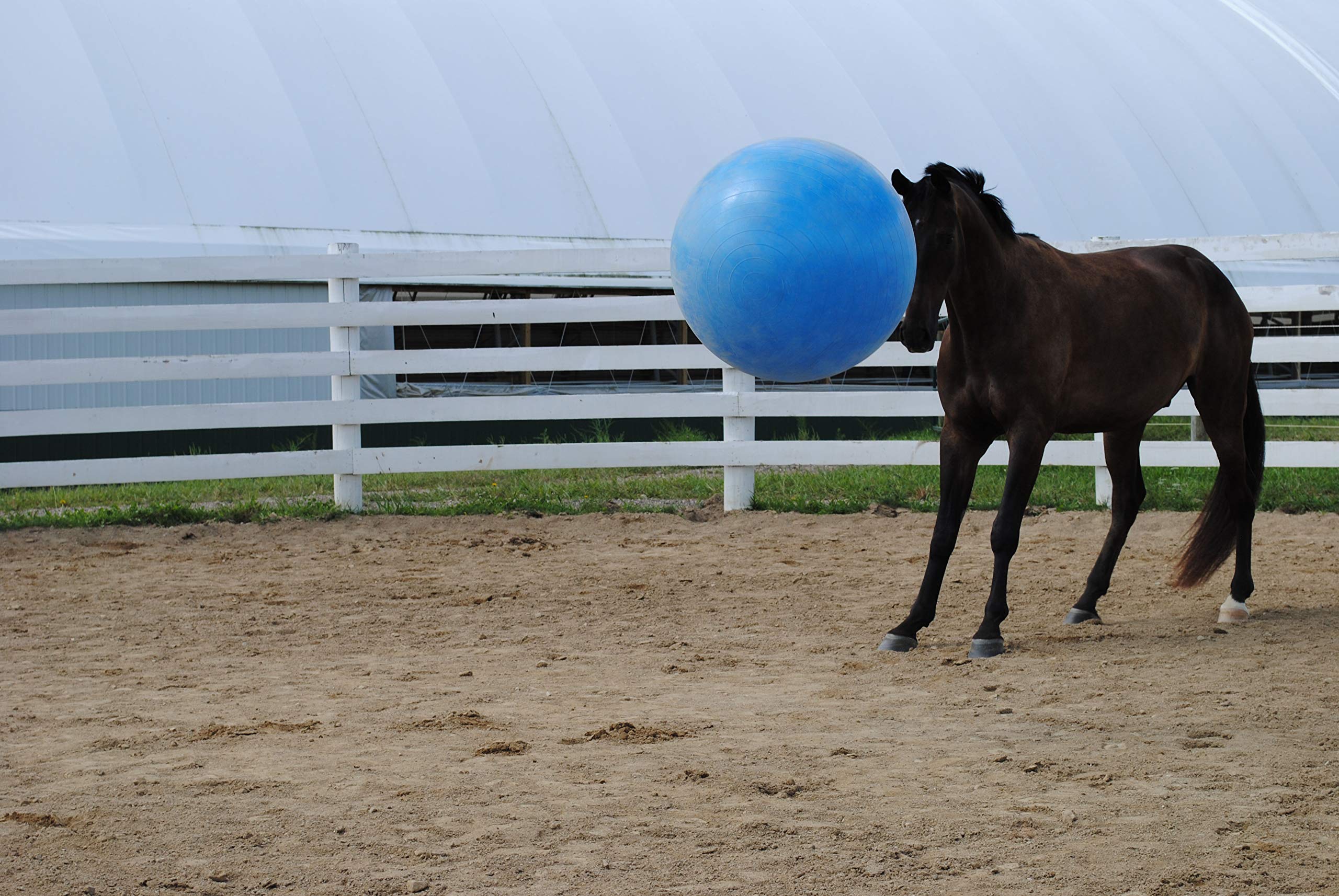 Horsemen's Pride ballon pour chevaux bleu, durable et fiable pour usage quotidien